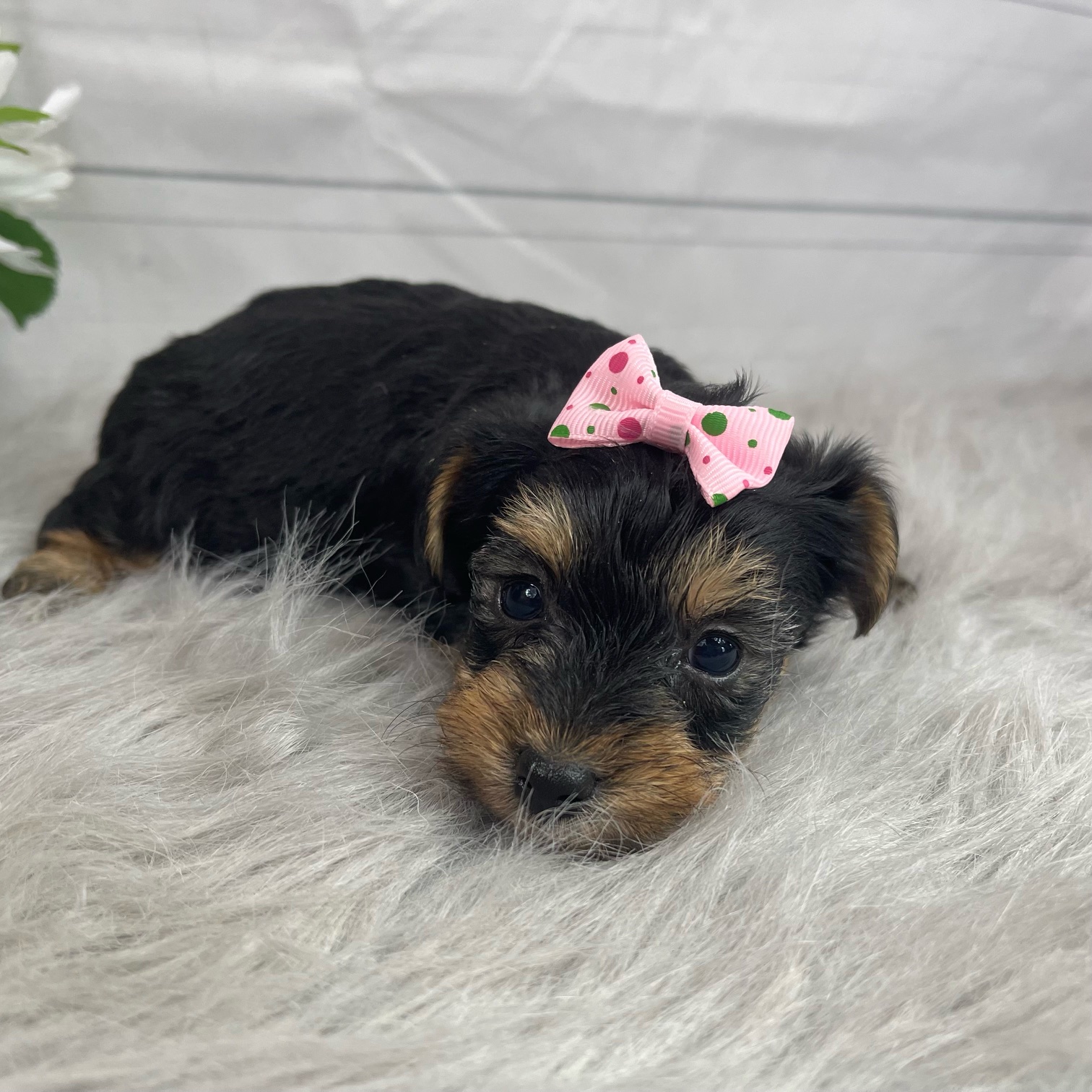 puppy, for, sale, Yorkiepoo, Alisa  Breedlove, dog, breeder, Waynesville, MO, dog-breeder, puppy-for-sale, forsale, nearby, find, puppyfind, locator, puppylocator, aca